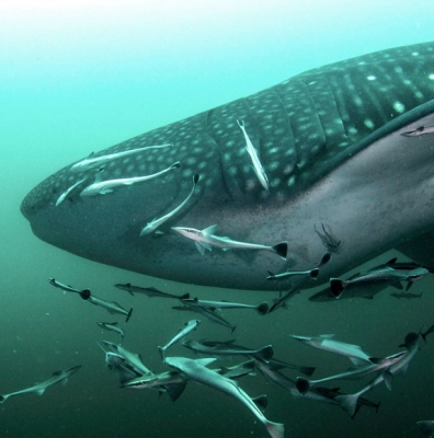 dibbah-oman - whaleshark